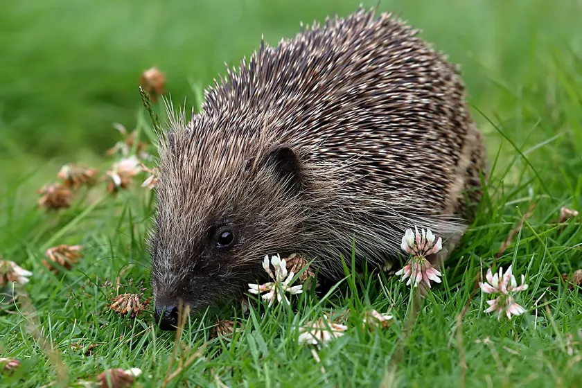 European hedgehog walking through clover and grass in daylight in the Scottish Borders