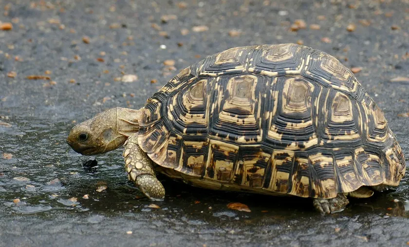 Leopard tortoise approaching a shallow rain puddle on a road in South Africa