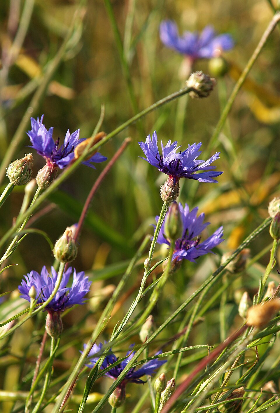 Blue cornflower blossoms and buds on slender stems