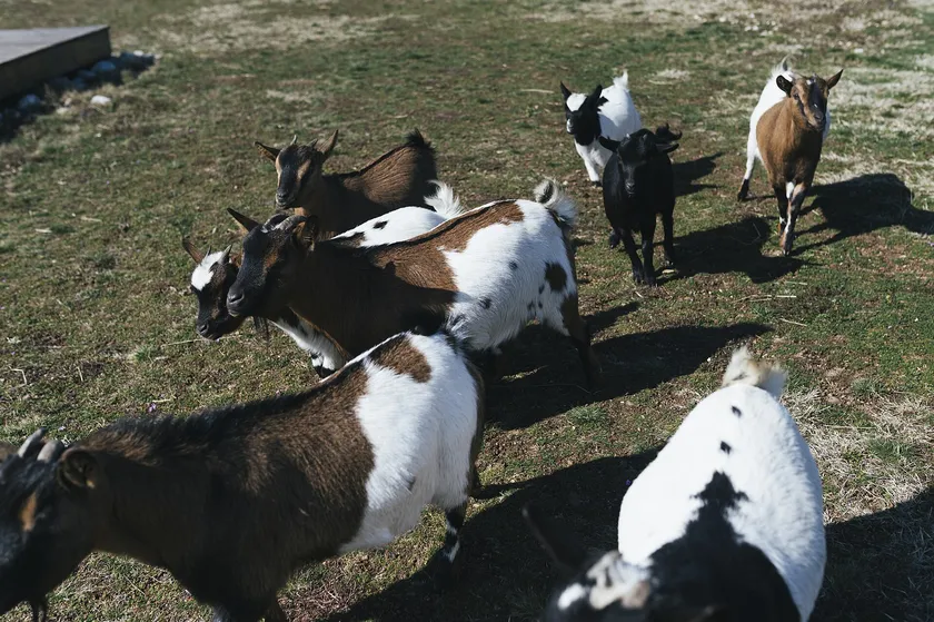 A group of brown, black and white goats walking together across a grassy paddock