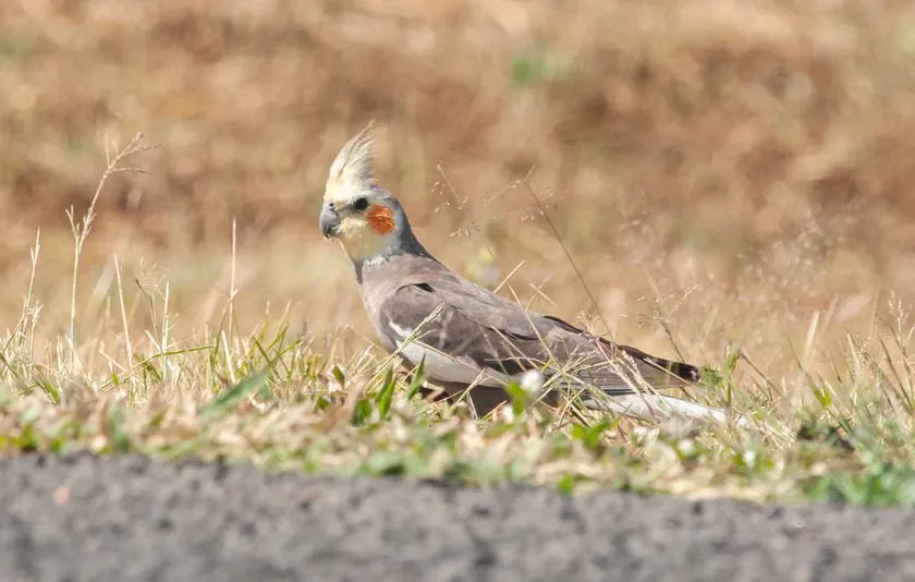 Wild cockatiel standing on short grass, with grey plumage, yellow crest and orange cheek patch