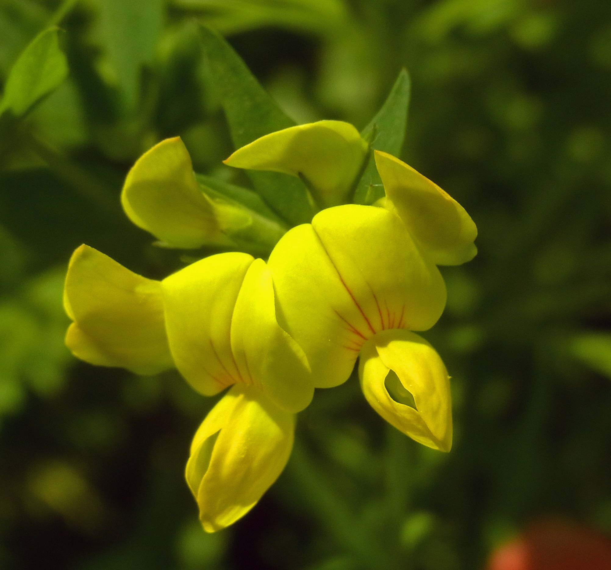Yellow bird’s-foot trefoil flowers among green leaves