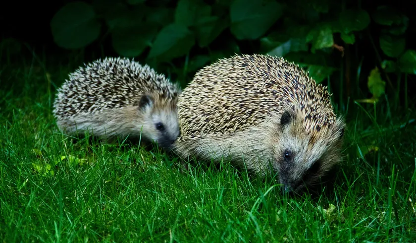 An adult European hedgehog foraging on grass with a young hedgehog close behind