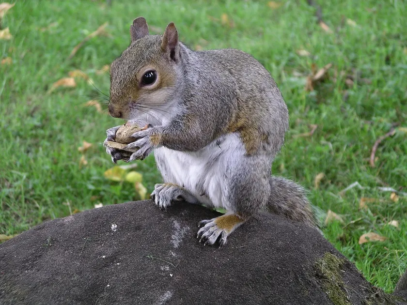 Grey squirrel holding a peanut near Coventry Cathedral