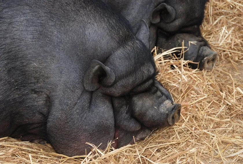Close-up of two black pot-bellied pigs resting with their heads on straw