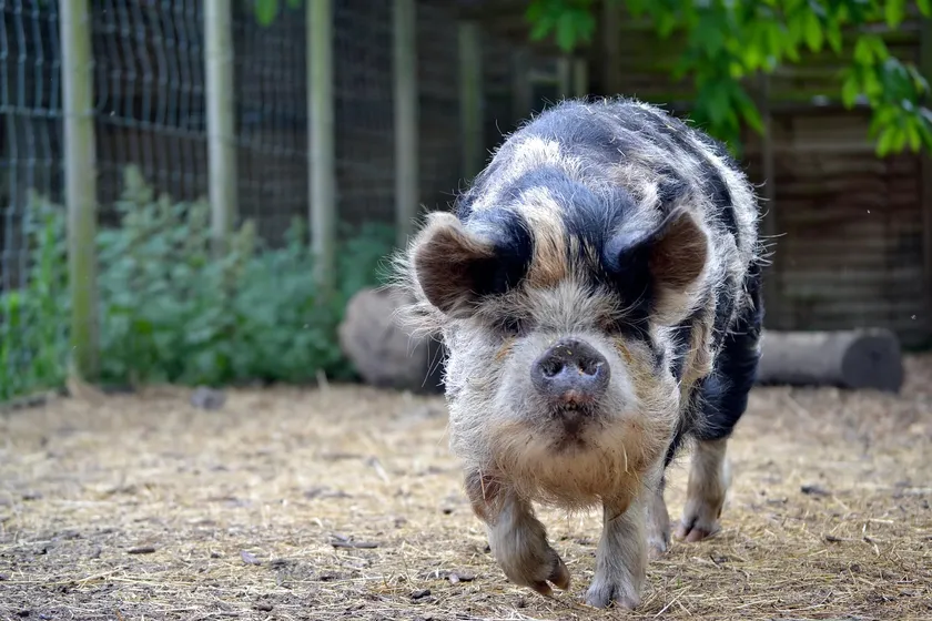 Kunekune pig standing in an enclosure, facing the camera