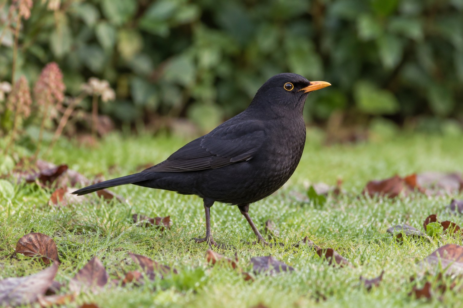 A blackbird visiting a garden