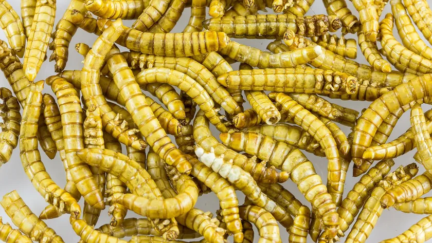 Close-up of dried yellow mealworm larvae