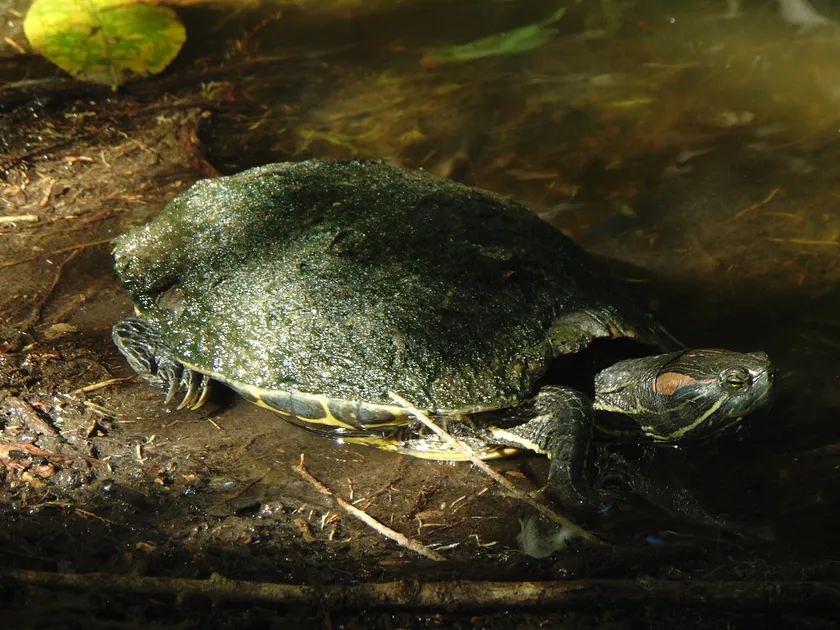 Red-eared slider resting at the edge of shallow water, with its head raised