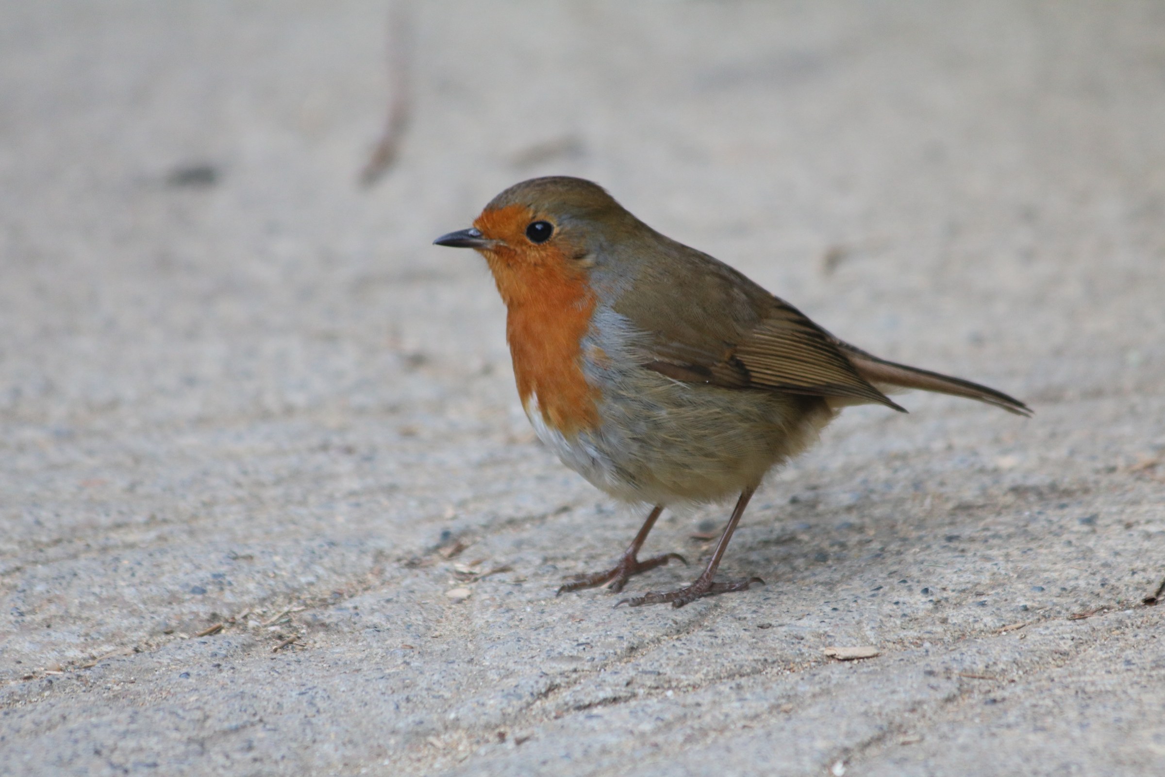European robin standing on a gravel path
