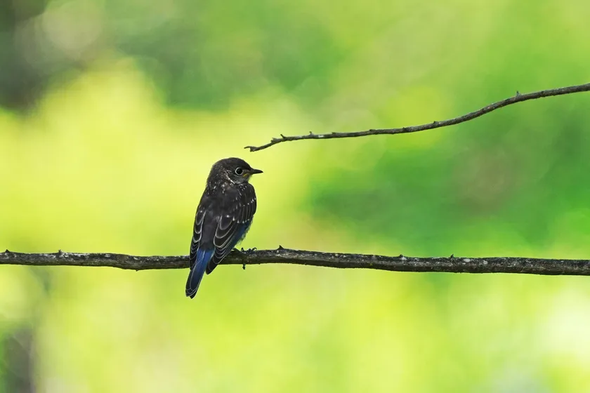A juvenile Eastern Bluebird perched on a branch, with speckled plumage and blue wing and tail feathers