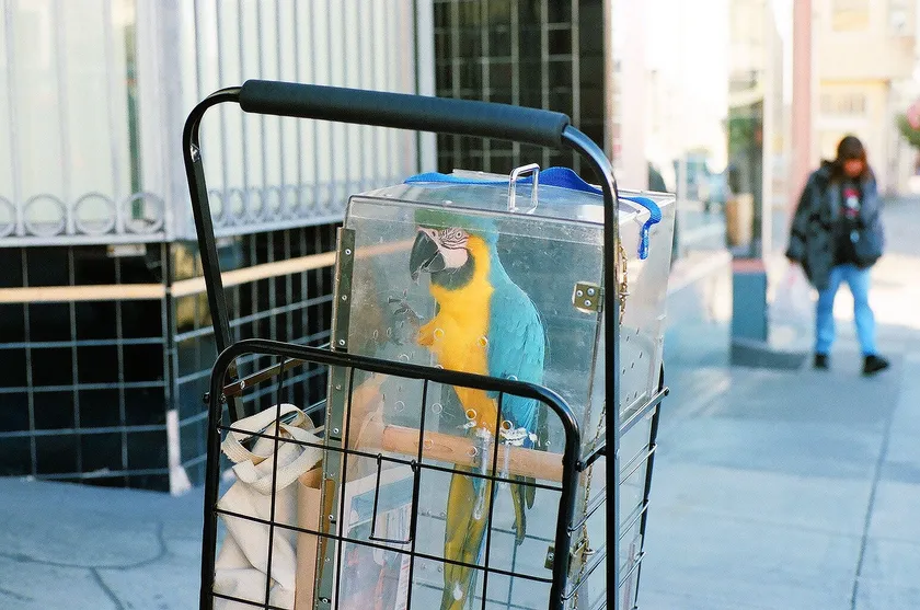 Blue-and-yellow macaw inside a clear transport box on a hand trolley