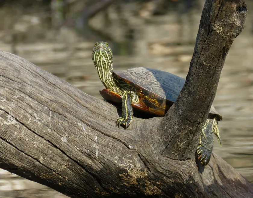 Red-eared slider basking on a sunlit log above the water