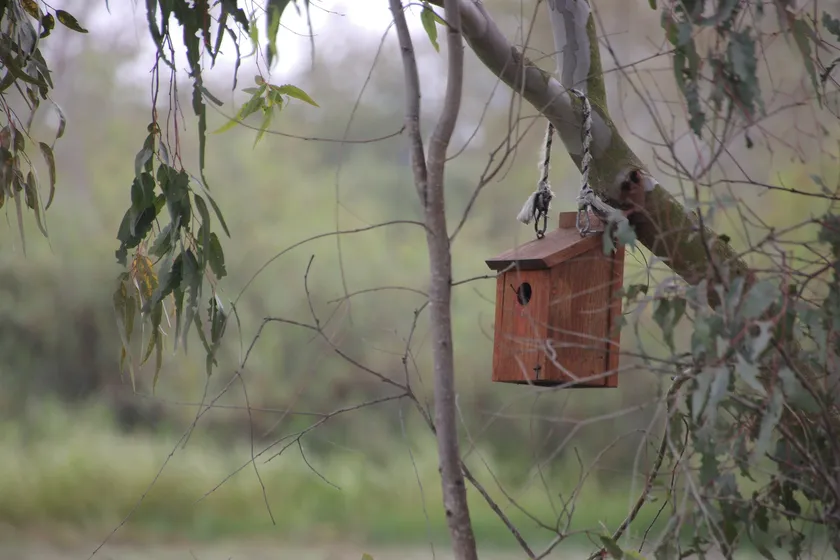 Wooden nest box hanging among leafy trees