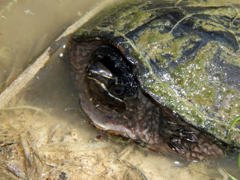 A common musk turtle in shallow water, showing its domed shell and pale stripes around the eye and snout