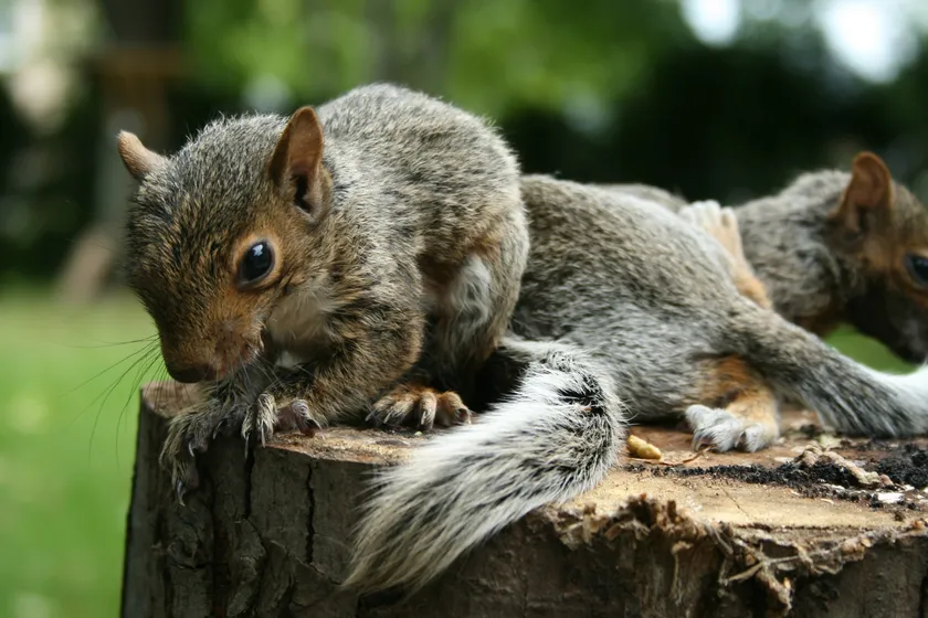 Two young eastern grey squirrels resting on a tree stump, one in the foreground