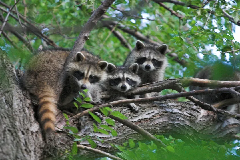 Three raccoons resting together on a tree branch
