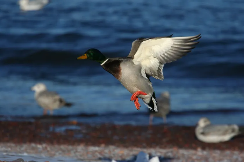 Male mallard flying low with wings spread above water and a beach