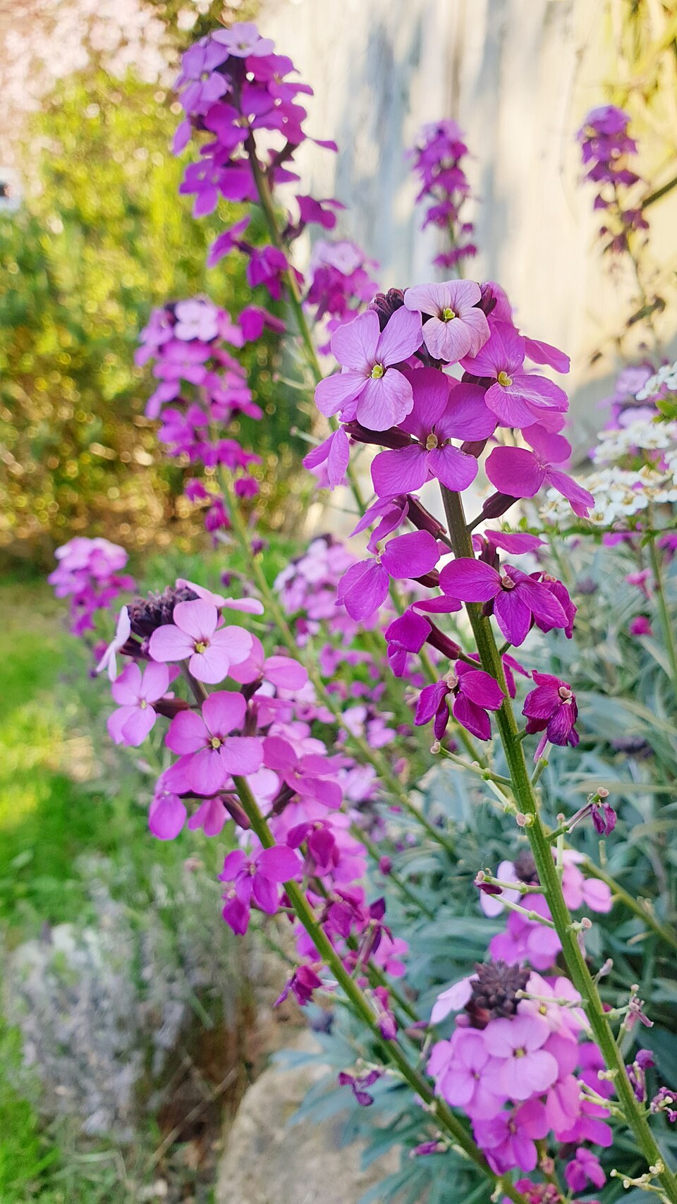 Purple flowers of Bowles’s Mauve perennial wallflower
