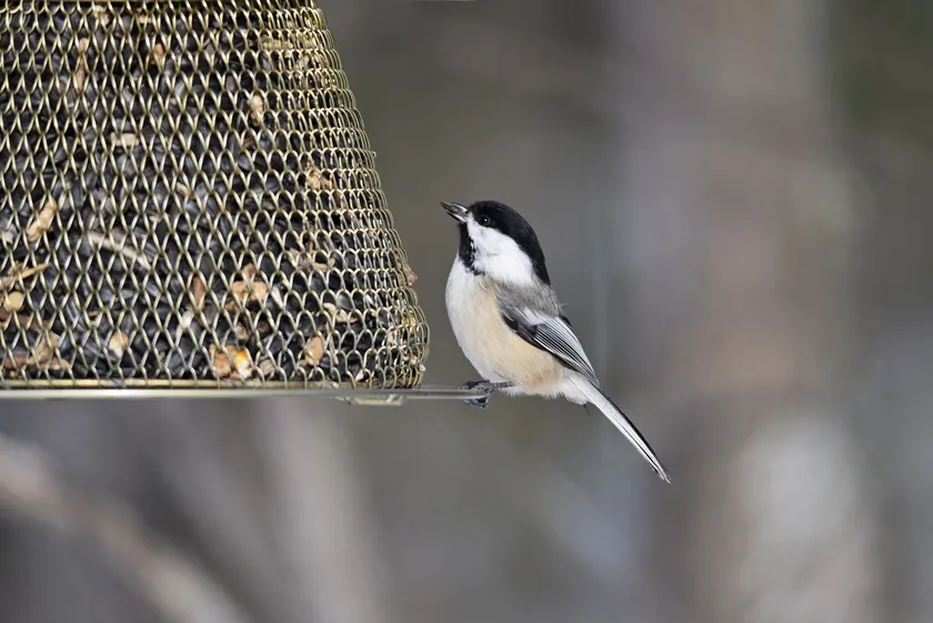 Black-capped chickadee perched on the rim of a metal mesh seed feeder
