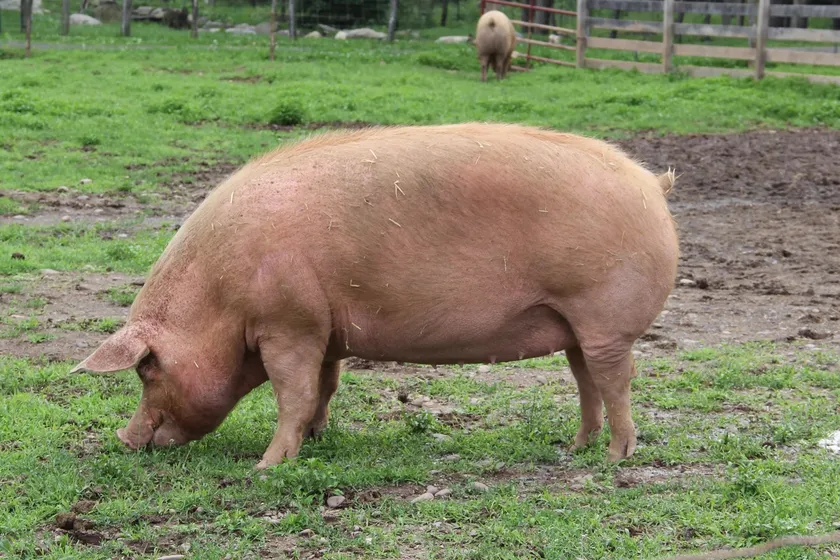 A pink pig foraging with its snout in grass outdoors