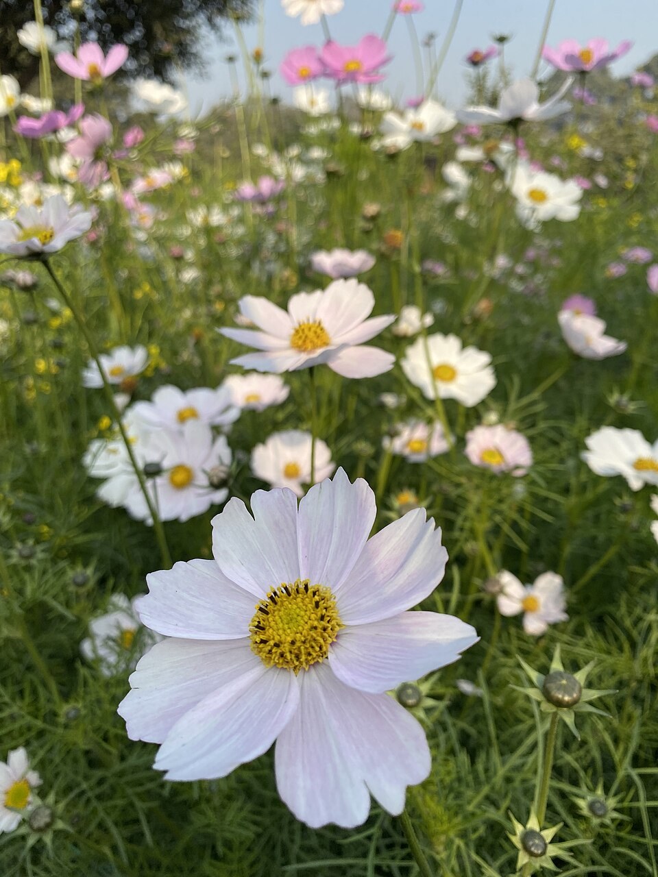 Pink and white Cosmos bipinnatus flowers; an example of cosmos, not a verified Apollo cultivar