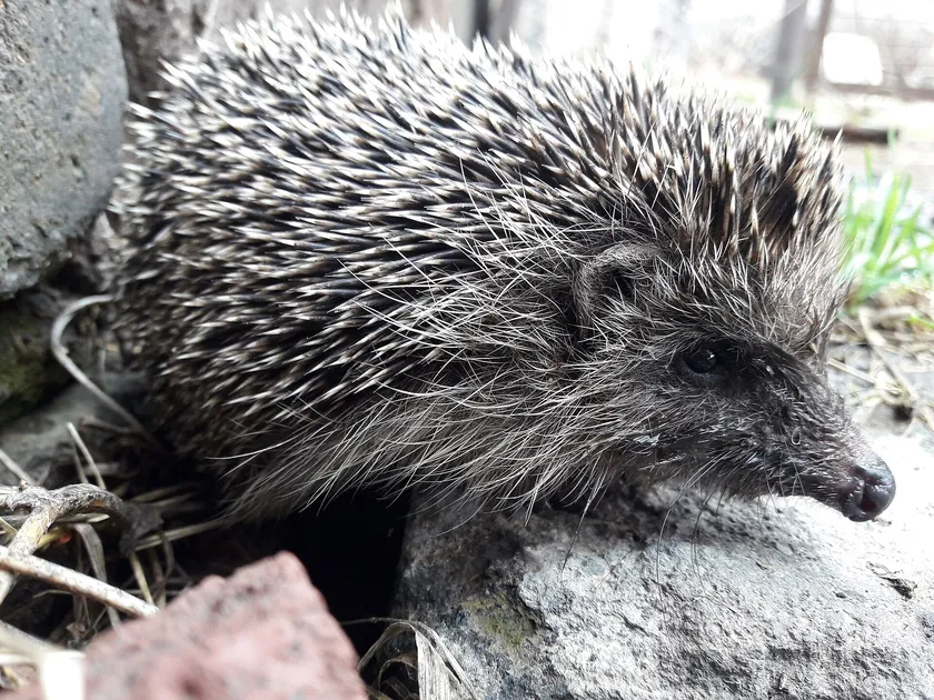 European hedgehog standing among stones and dry leaves
