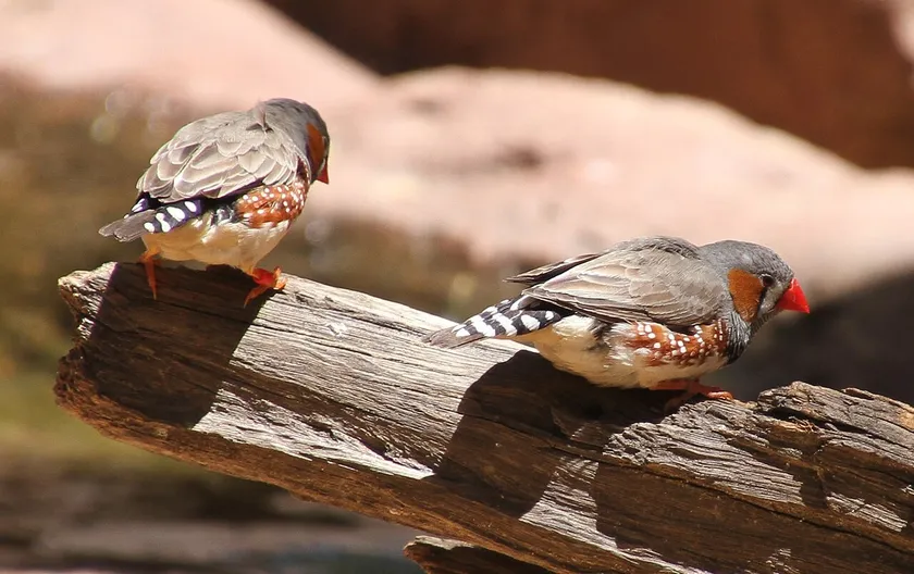 Two zebra finches perched on the same branch