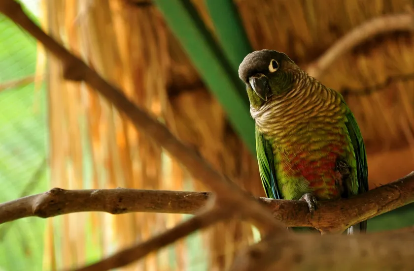 Green-cheeked conure perched on a branch in an aviary