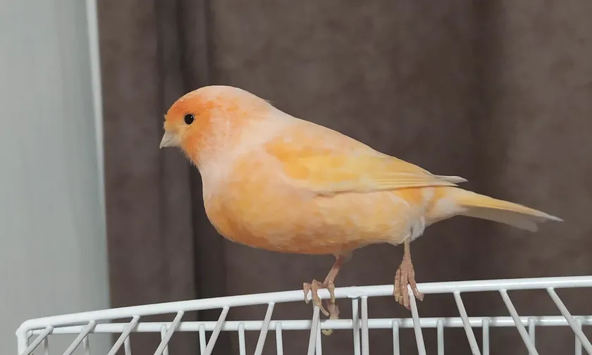 Orange and yellow domestic canary standing on a white cage rail