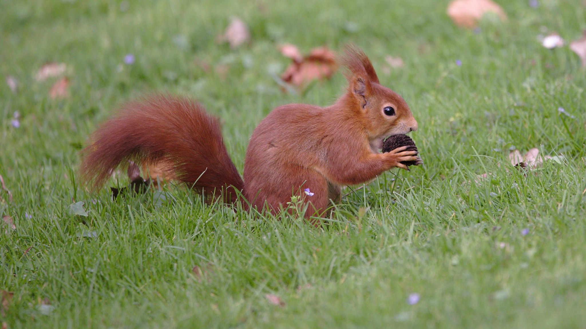 Red squirrel holding a nut in grass