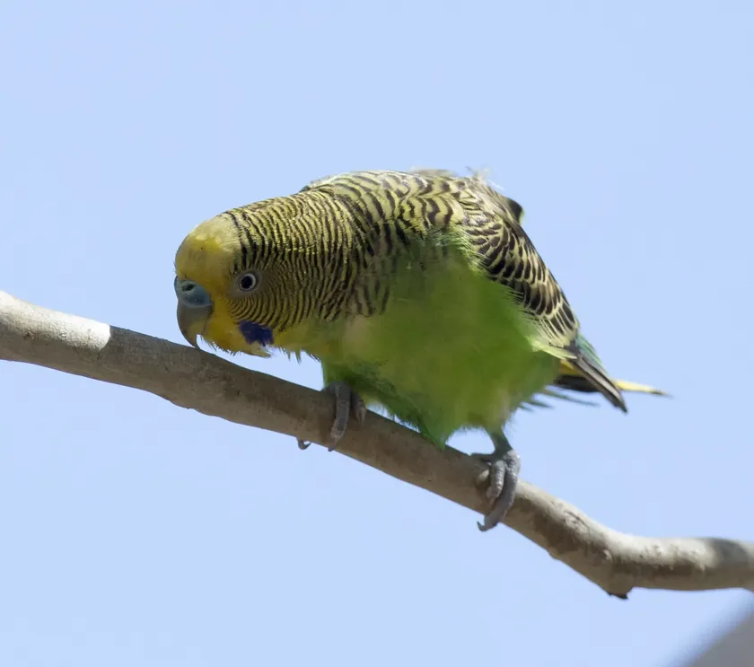 Green and yellow budgerigar perched on a branch after bathing