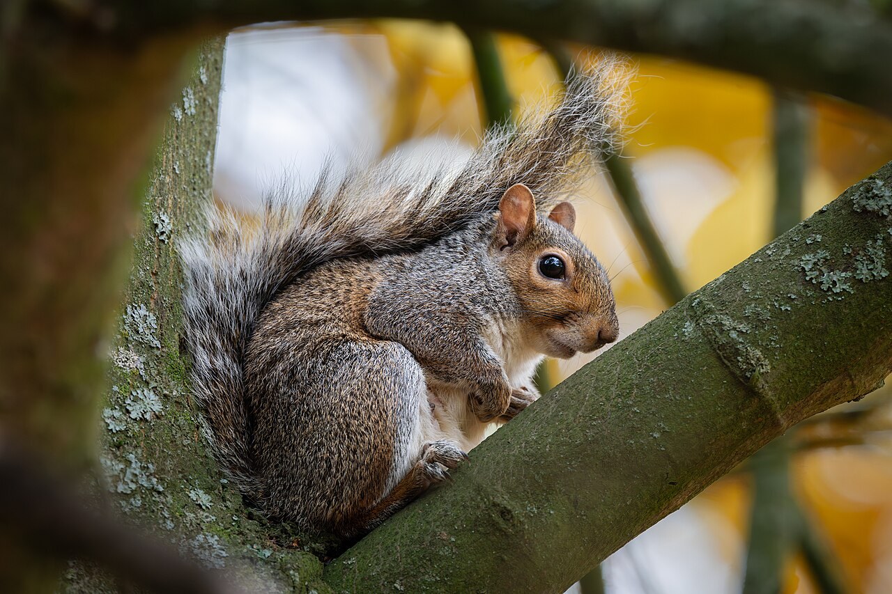 Eastern grey squirrel on a branch, showing rounded ears and a bushy tail with a pale fringe