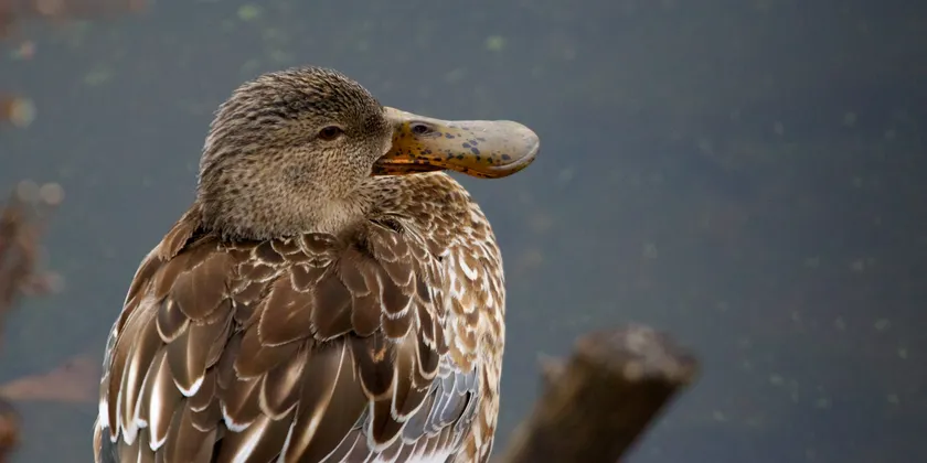 A female northern shoveler looking over its shoulder, showing its broad orange and black bill