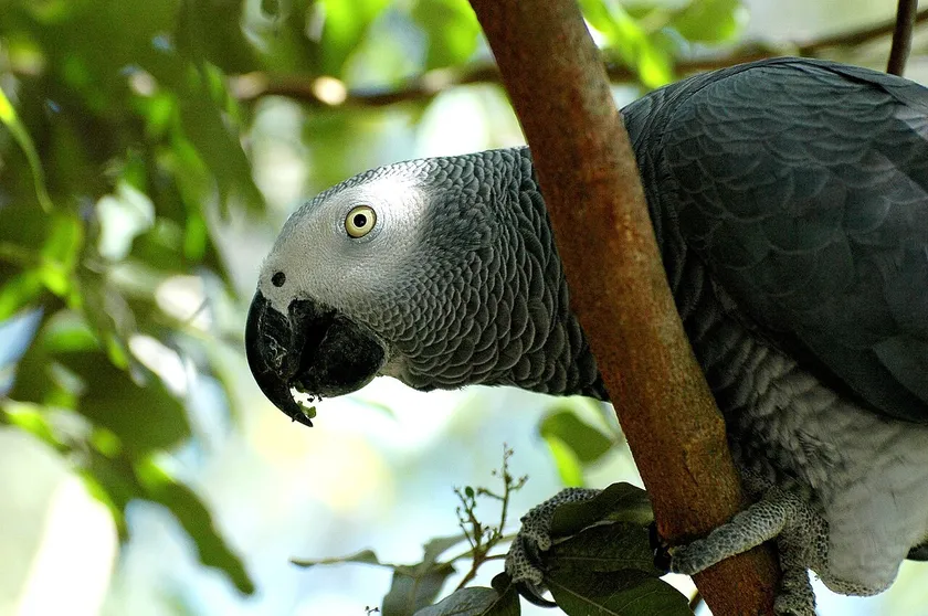 African grey parrot leaning around a branch at Birds of Eden in South Africa