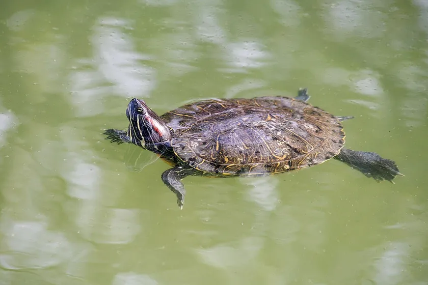 Red-eared slider swimming at the surface, with its red head stripe and dark shell visible