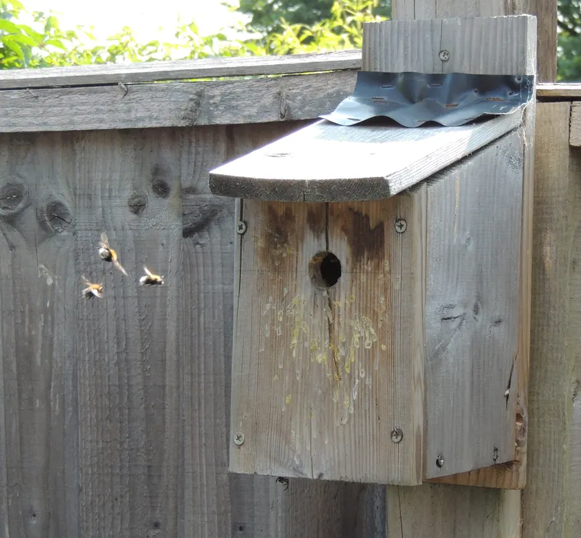 Male tree bumblebees flying around the entrance of a wooden bird box
