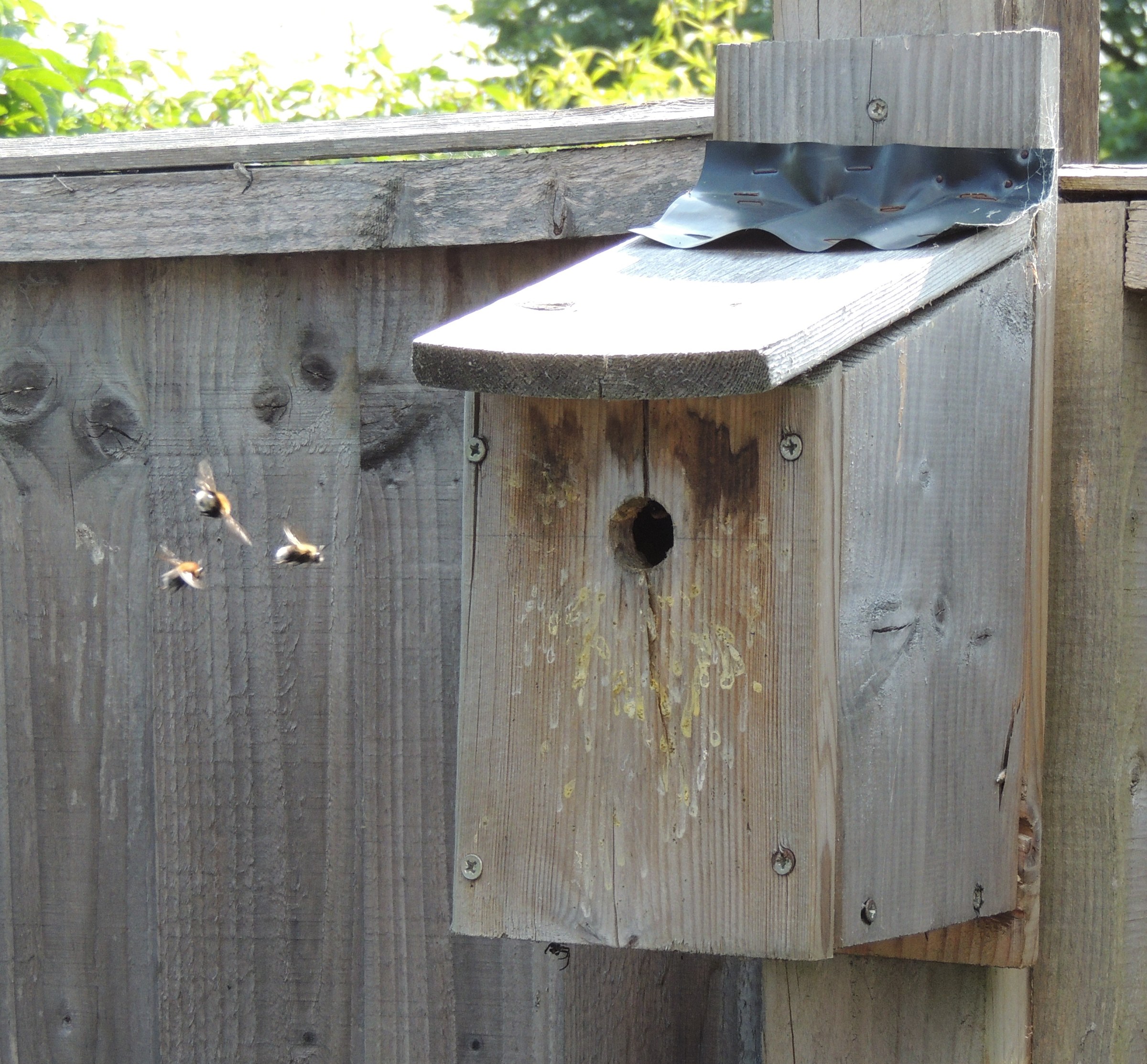 Male tree bumblebees flying around the entrance of a wooden bird box