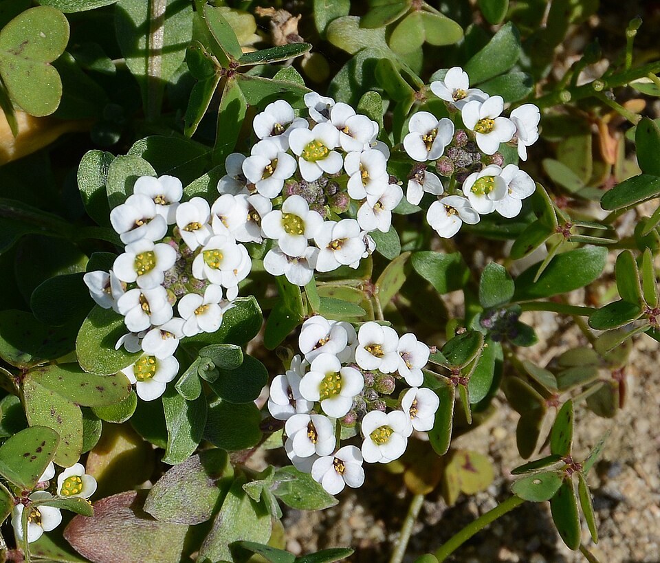 Small white flowers and green leaves of sweet alyssum