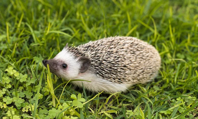 Young African pygmy hedgehog standing in green grass, shown in side profile