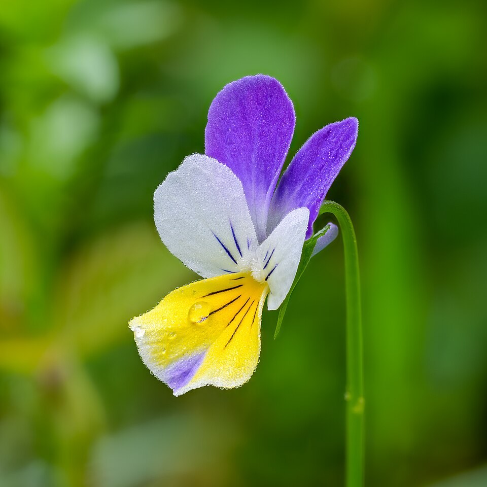 Purple, white and yellow flower of a wild pansy