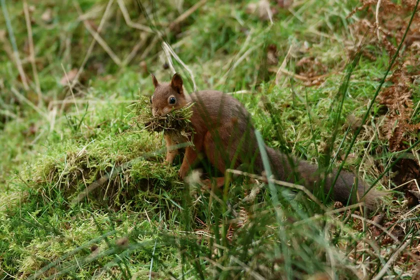 A squirrel carrying moss and grass to build a drey in woodland