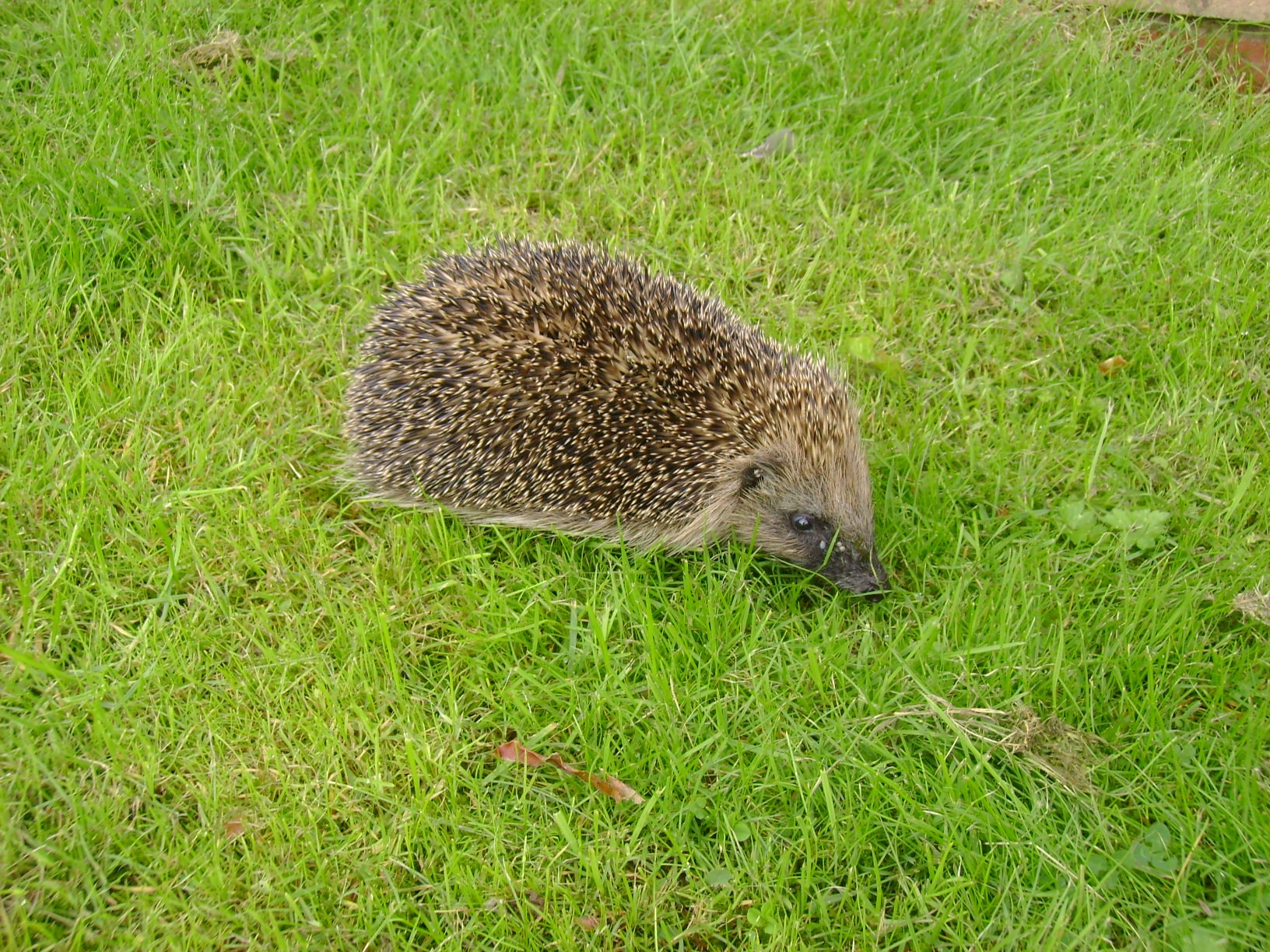 European hedgehog walking through grass in a garden in Kidderminster