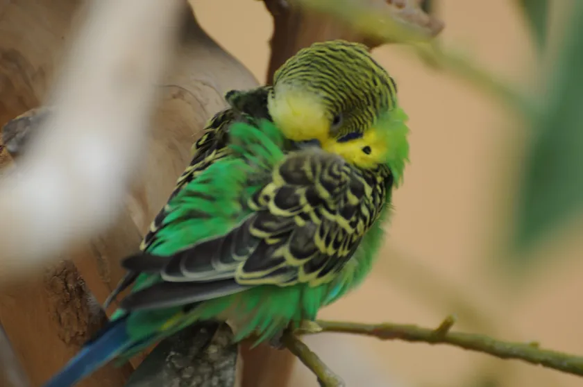 Green and yellow budgerigar resting with its head tucked into its back feathers on a branch