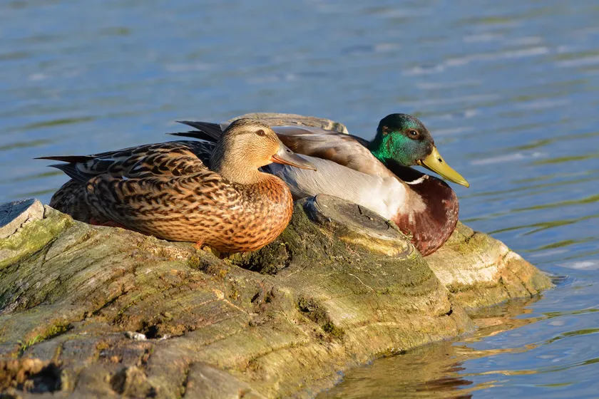 Male and female mallards resting side by side on a log beside water in evening light