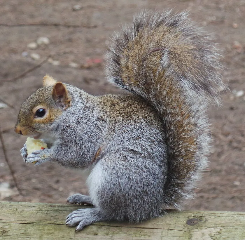 Grey squirrel holding and eating a piece of apple beside a wooden rail