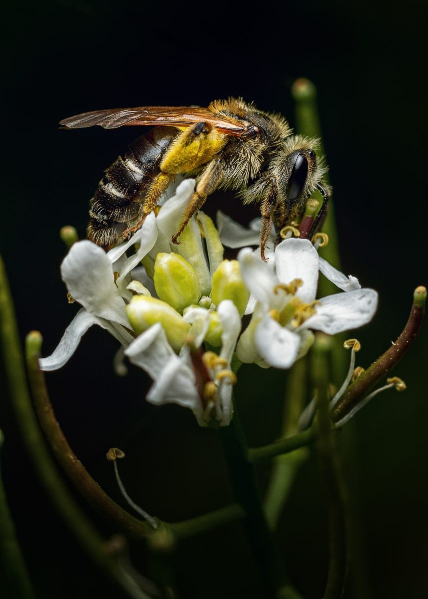 Honey bee on a white flower, showing a hairy thorax, long antennae and pollen on its legs