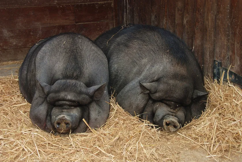 Two black pot-bellied pigs resting side by side on straw inside a wooden shelter