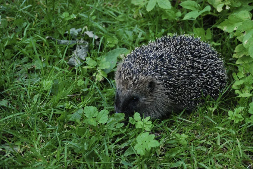 European hedgehog among green grass and leafy plants in a Danish garden
