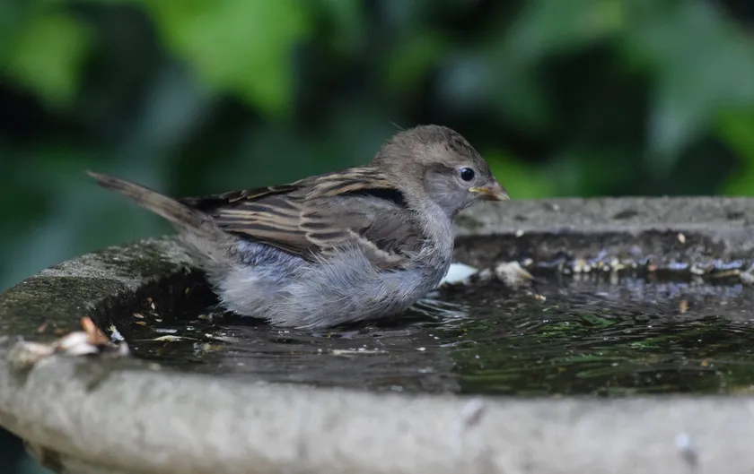 A young house sparrow sitting in a stone birdbath with water around its feathers